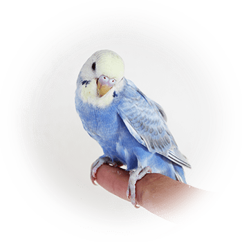 鳥